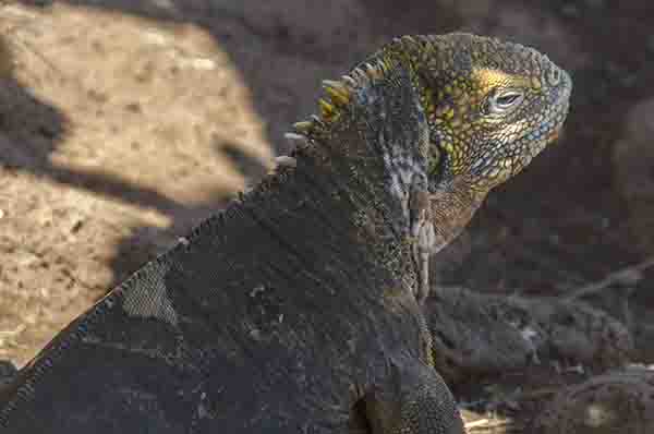 Iguana terrestre de Galápagos - isla Seymour Norte - islas Galápagos - Ecuador 12.jpg